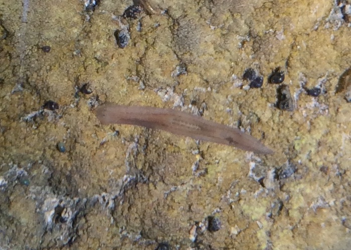 piccolo verme d''acqua dolce a Lefkada